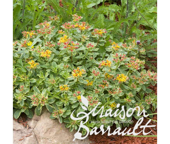 SEDUM KAMTSCHATICUM