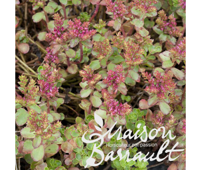 SEDUM SPURIUM COCCINEUM ATROPURPUREUM