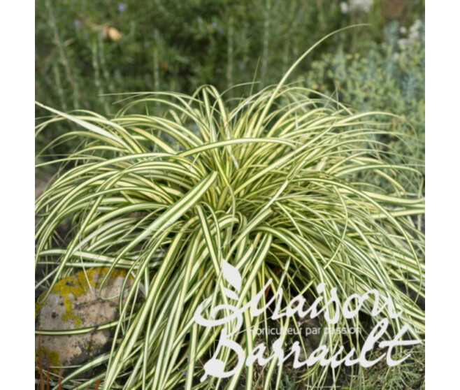 CAREX OSHIMENSIS EVERGOLD