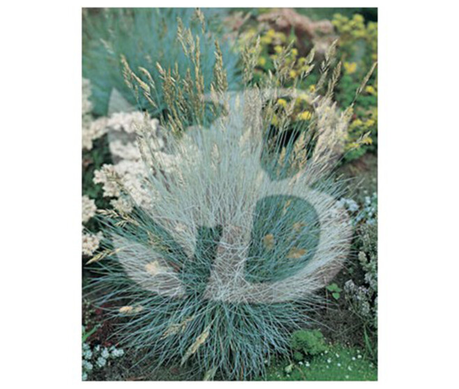 FESTUCA GLAUCA BLUE SELECT