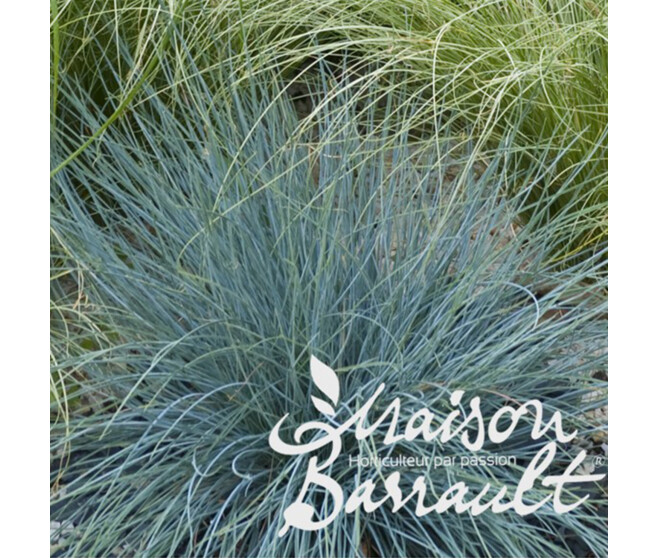FESTUCA GLAUCA ELIJAH BLUE