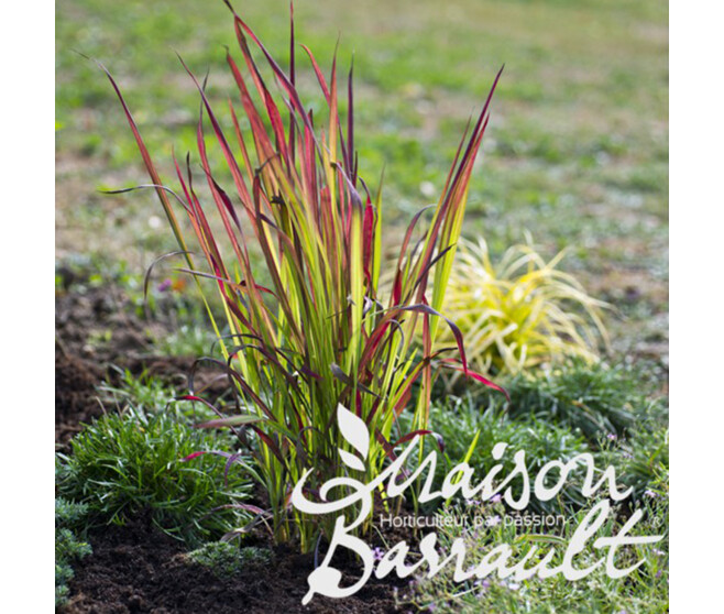IMPERATA CYLINDRICA RED BARON