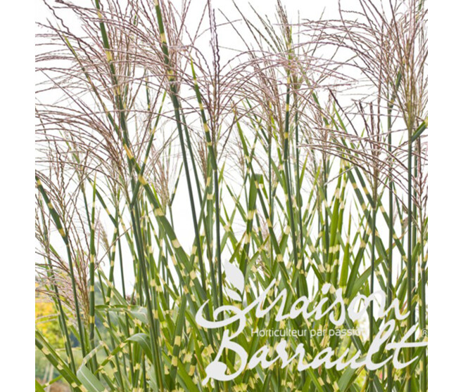 MISCANTHUS SINENSIS ZEBRINUS