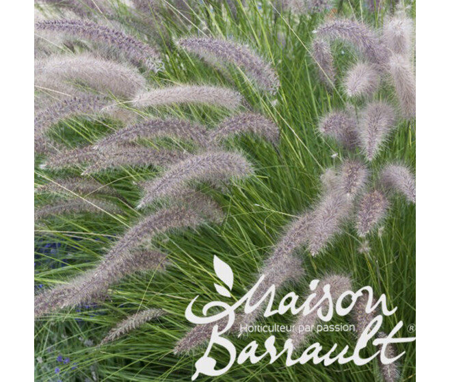 PENNISETUM ORIENTALIS