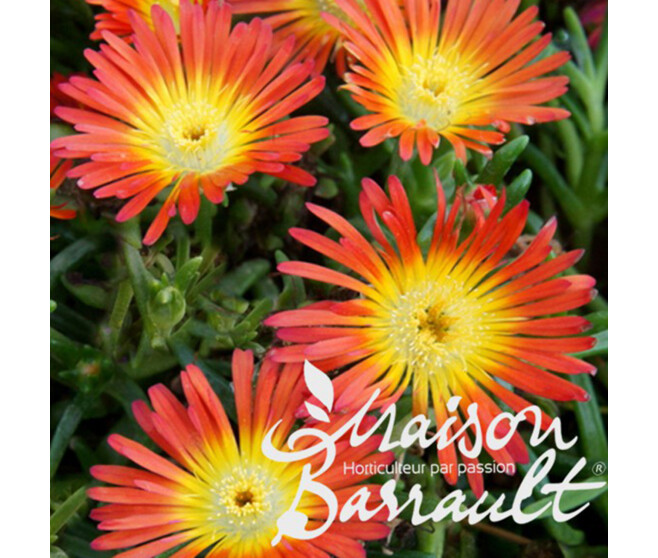 DELOSPERMA ORANGE WONDER