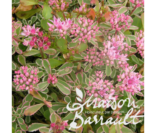 SEDUM SPURIUM TRICOLOR