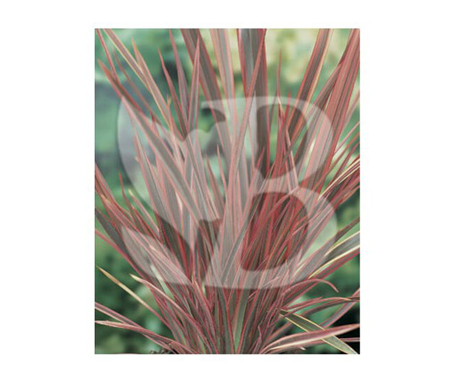 PHORMIUM TENAX SUNDOWNER