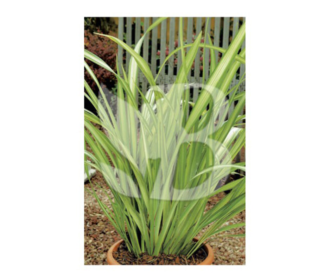 PHORMIUM TENAX YELLOW WAVE