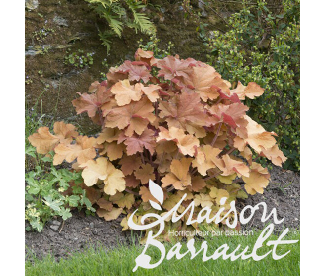 HEUCHERA VILLOSUM CARAMEL