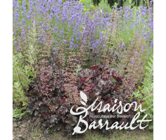 HEUCHERA MICRANTHA PALACE PURPLE