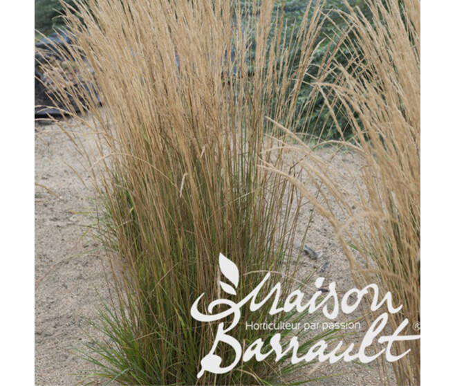 CALAMAGROSTIS BRACHYTRICHA