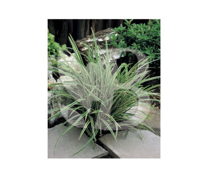 CAREX MORROWII ICE DANCE