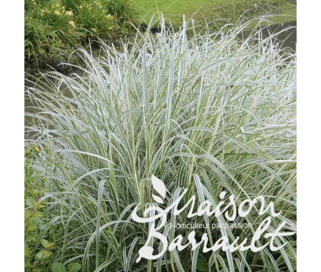 PHALARIS ARUNDINACEA