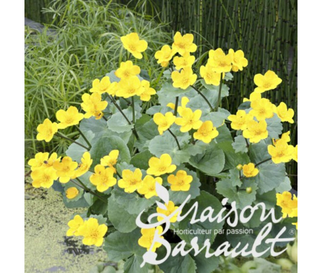 CALTHA PALUSTRIS