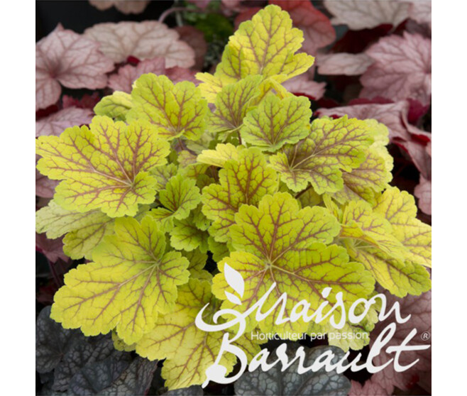 HEUCHERA ELECTRA