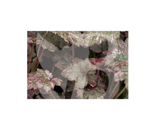 HEUCHERA MICRANTHA MIDNIGHT ROSE