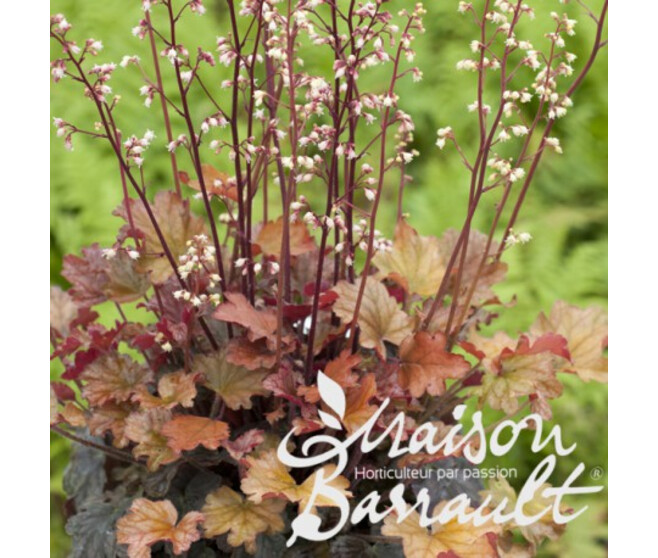 HEUCHERA MICRANTHA PEACH FLAMBEE