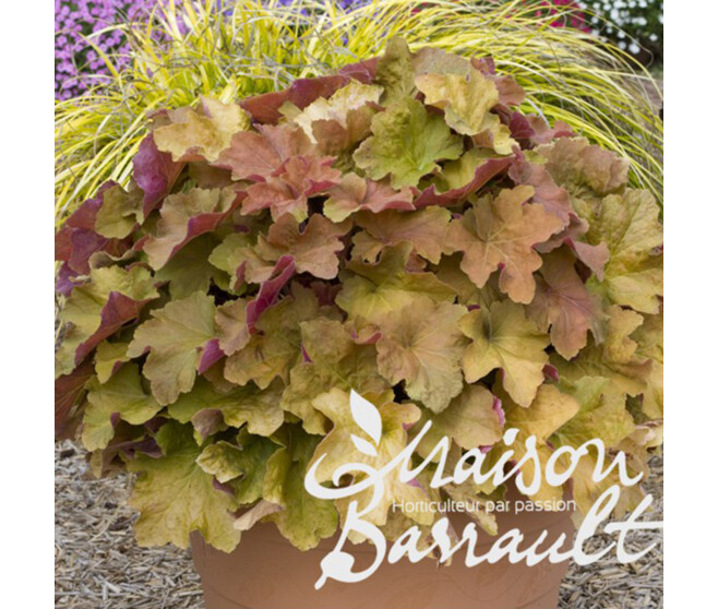 HEUCHERA VILLOSUM MARMELADE