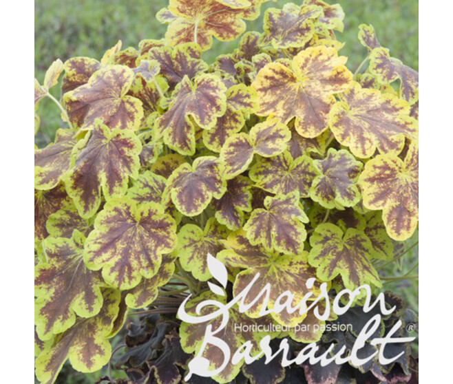 HEUCHERELLA SOLAR ECLIPSE
