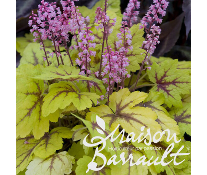 HEUCHERELLA STOP LIGHT