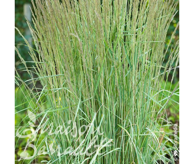 CALAMAGROSTIS ACUTIFLORA