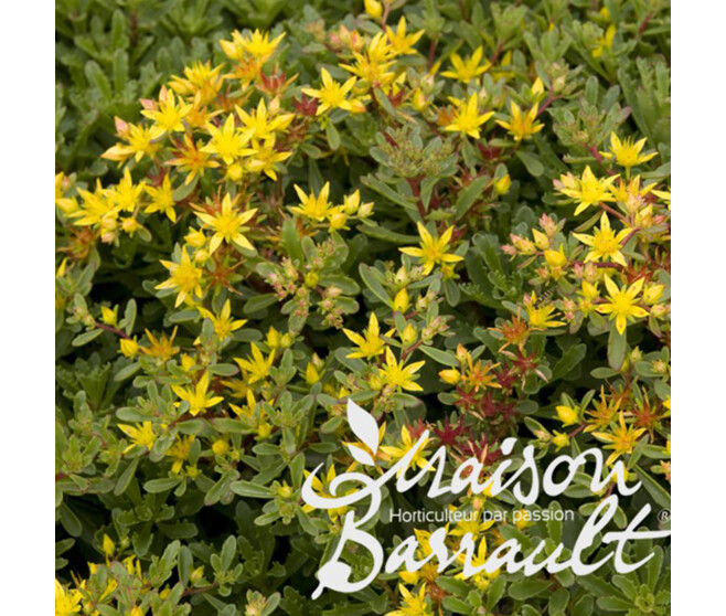 SEDUM FLORIFERUM GOLD