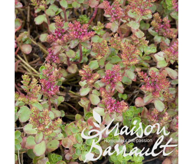 SEDUM SPURIUM COCCINEUM ATROPURPUREUM