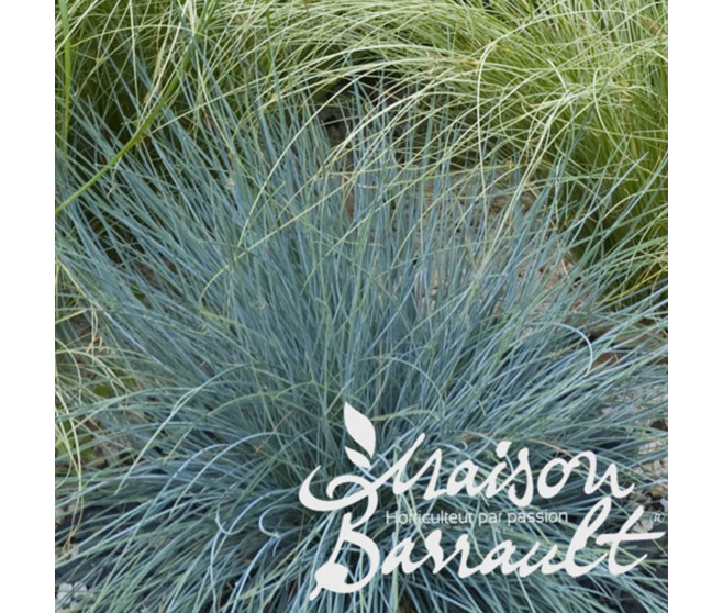 FESTUCA GLAUCA ELIJAH BLUE