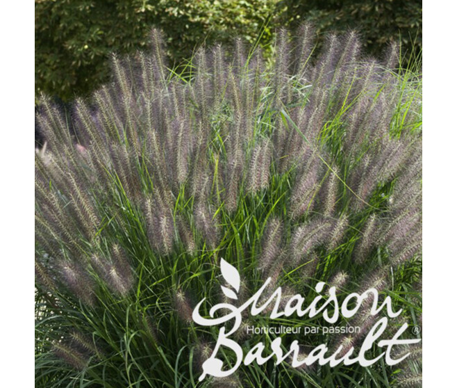 PENNISETUM ALOPECUROIDES MOUDRY