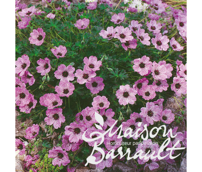 GERANIUM CINEREUM BALLERINA