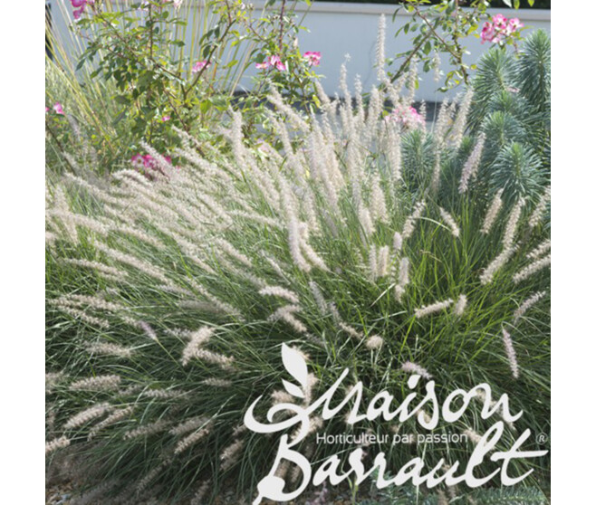 PENNISETUM ALOPECUROIDES HAMELN