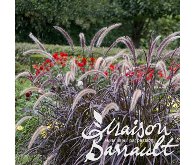 PENNISETUM ADVENA RUBRUM