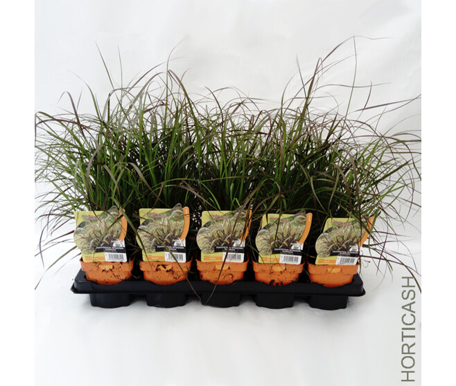 PENNISETUM SETACEUM RUBRUM