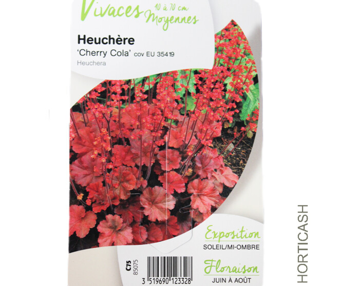 HEUCHERA CHERRY COLA