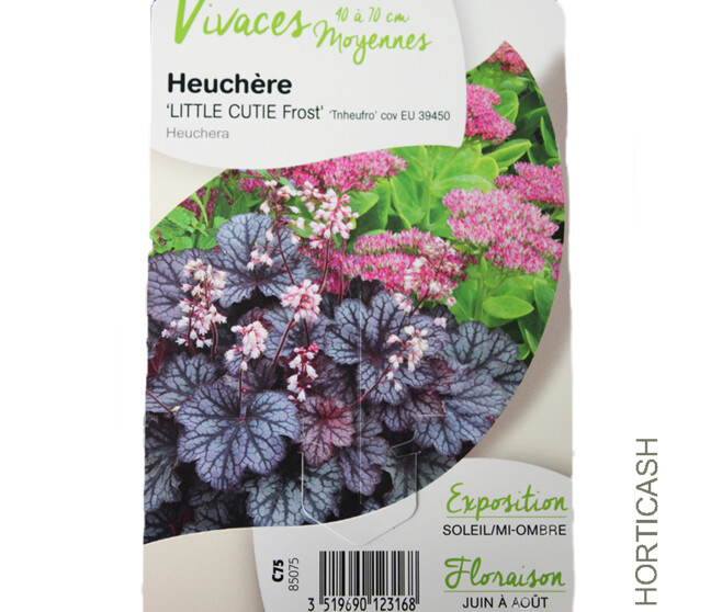 HEUCHERA LITTLE CUTIE FROST