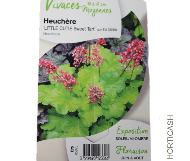 HEUCHERA LITTLE CUTIE SWEET TART
