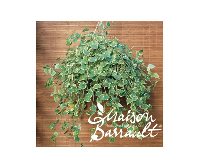 PEPEROMIA SUSP