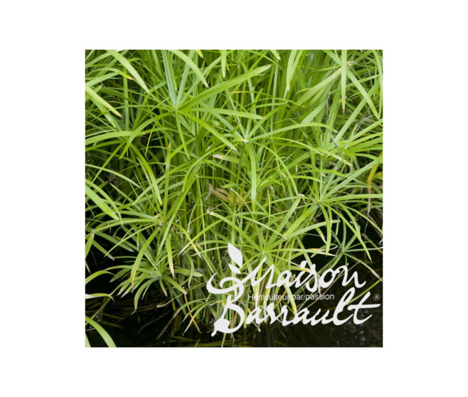CYPERUS ALTERNIFOLIUS