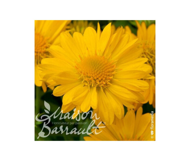 GAILLARDE ARISTATA MESA YELLOW