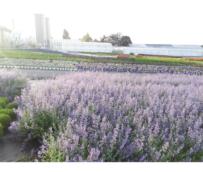 NEPETA MUSSINII