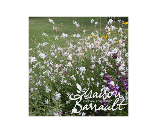 GAURA LINDHEIMERI SHORT FORM