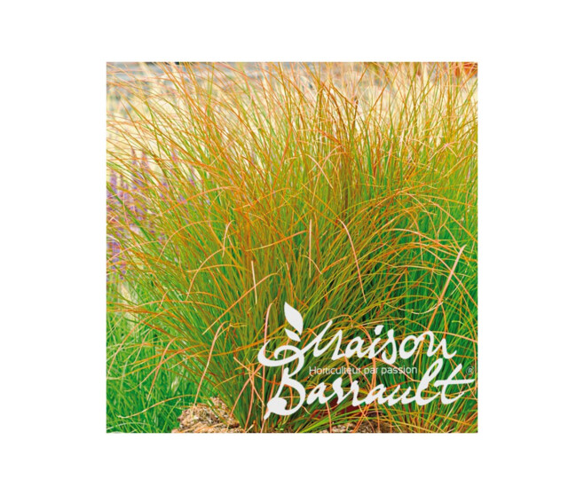 CAREX PRAIRIE FIRE COLOUR GRASS