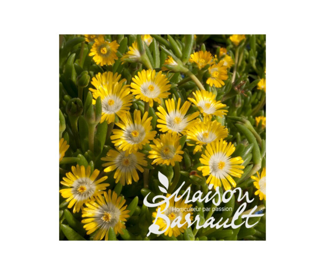 DELOSPERMA JEWEL OF DESERT PERIDOTT