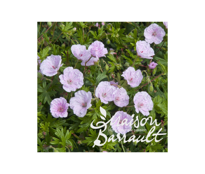 GERANIUM SANGUINEUM LANCASTRIENSE