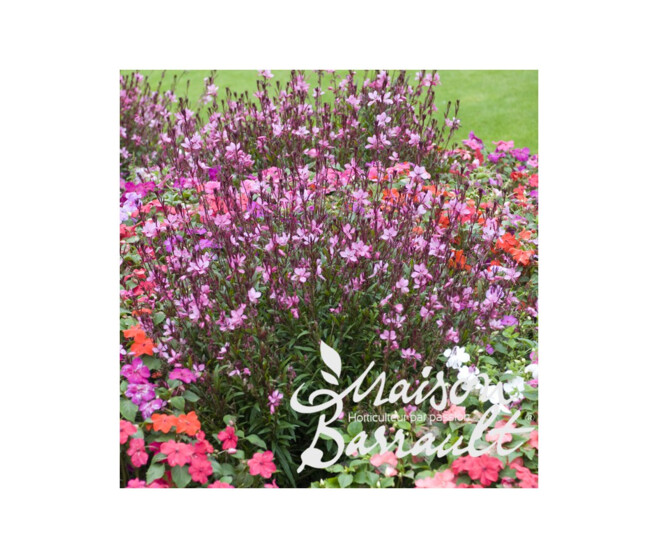 GAURA LINDHEIMERI SISKYOU PINK