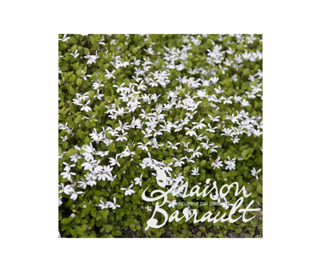 PRATIA PEDUNCULATA BLANC