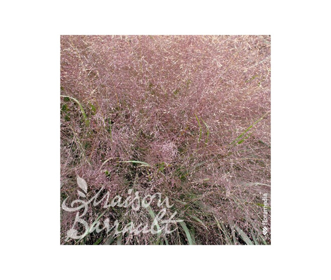 ERAGROSTIS