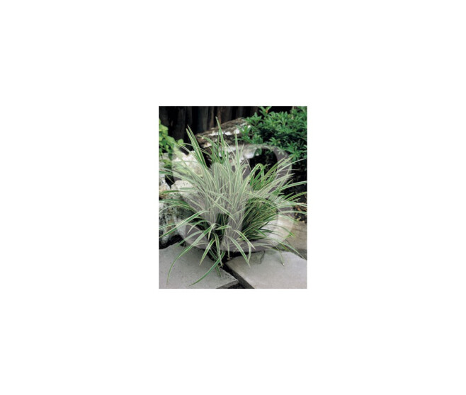 CAREX MORROWII ICE DANCE