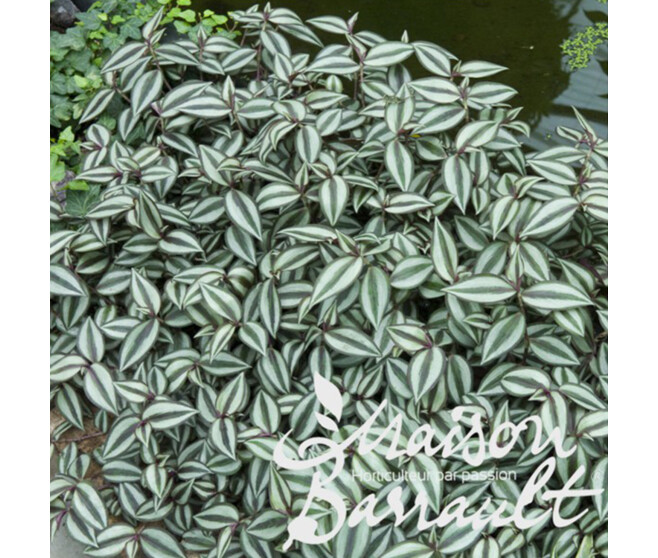 TRADESCANTIA ZEBRINA