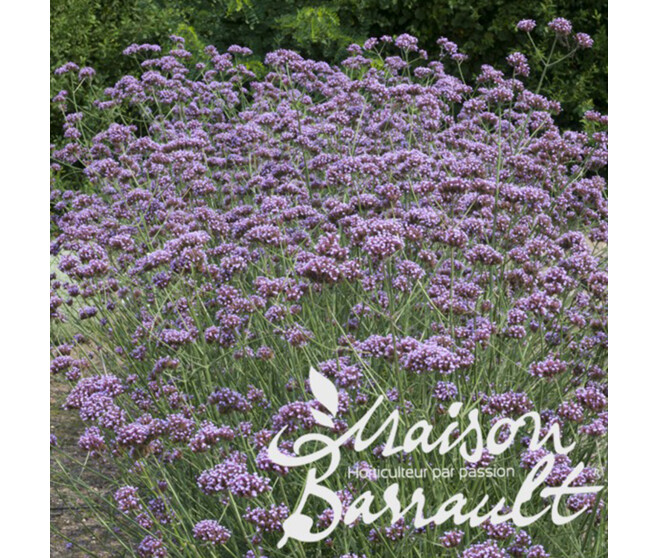 VERVEINE BONARIENSIS LOLLIPOP